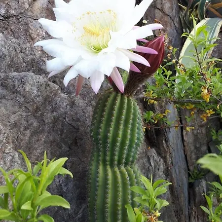 Sole & Lago-lake Maccagno