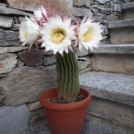 Appartement Sole & Lago-lake *