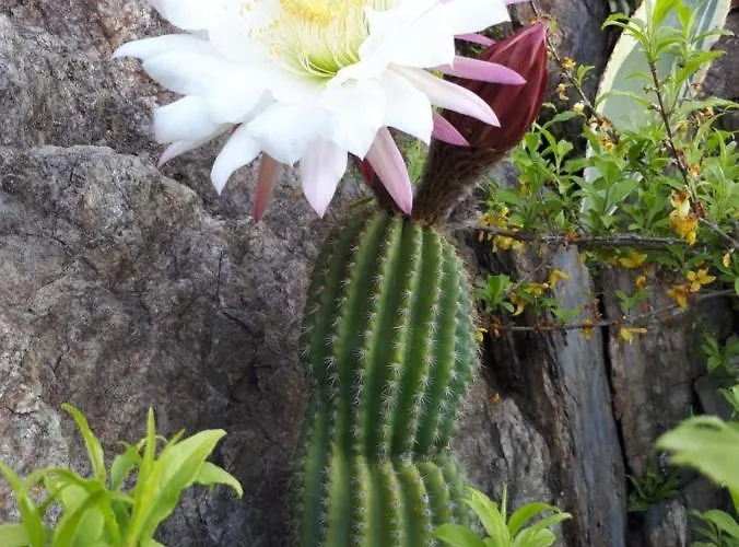 Sole & Lago-lake Maccagno