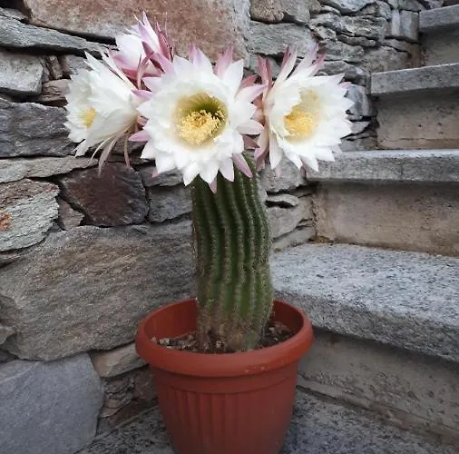 Apartman Sole & Lago-lake *